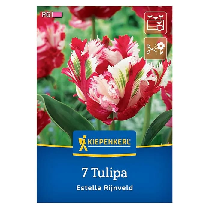 Kiepenkerl Herbstblumenzwiebel Papagei-Tulpe Estella Rijnveld 7 Stück