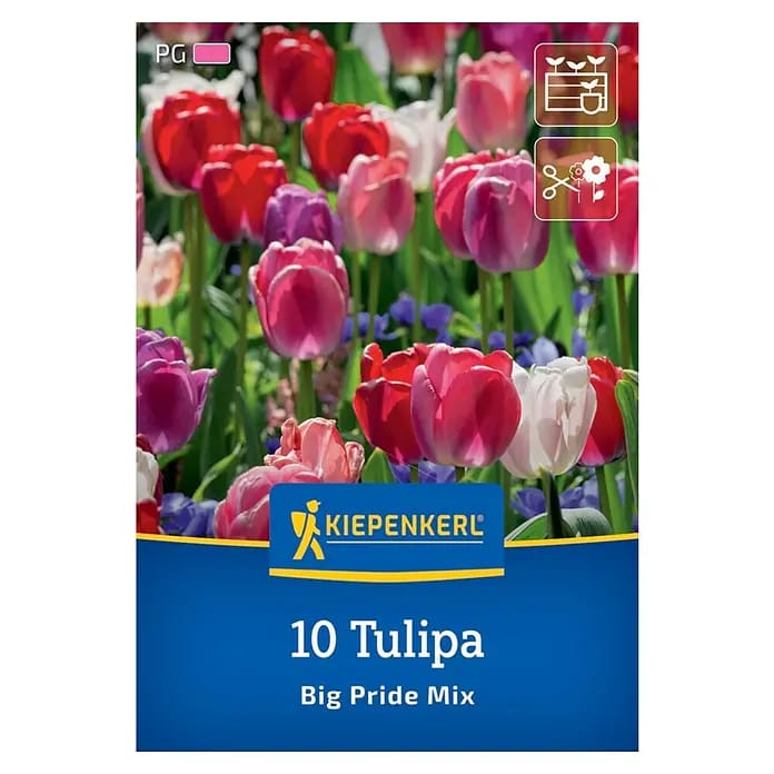 Kiepenkerl Herbstblumenzwiebel Darwin-Hybrid-Tulpen Big Pride Mix 10 Stück