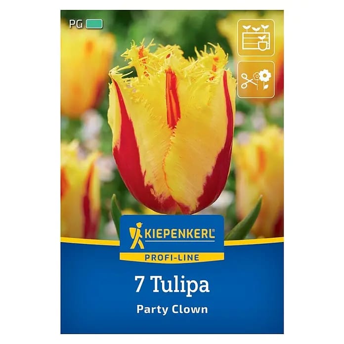 Kiepenkerl Herbstblumenzwiebel Profi-Line Tulpe Party Clown 7 Stück
