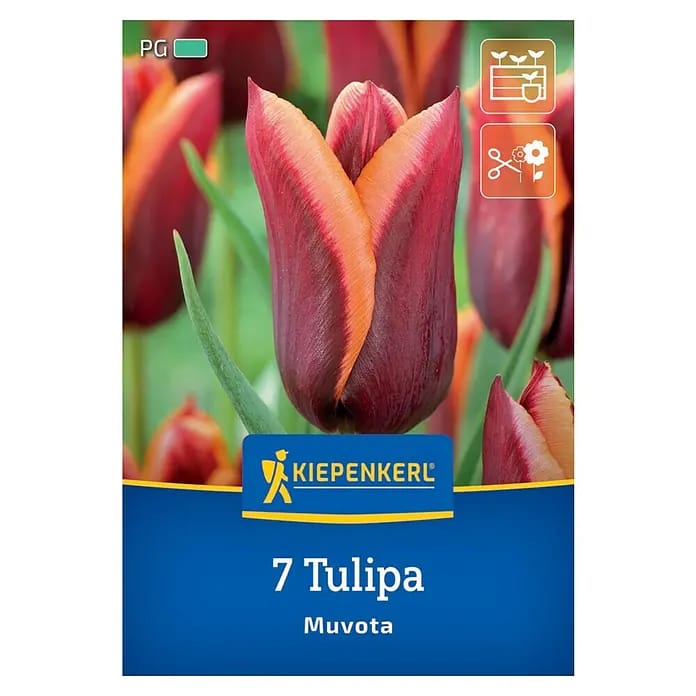 Kiepenkerl Herbstblumenzwiebel Triumph-Tulpe Muvota 7 Stück