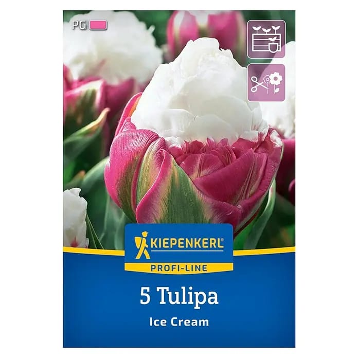Kiepenkerl Herbstblumenzwiebel Profi-Line Tulpe Ice Cream 5 Stück