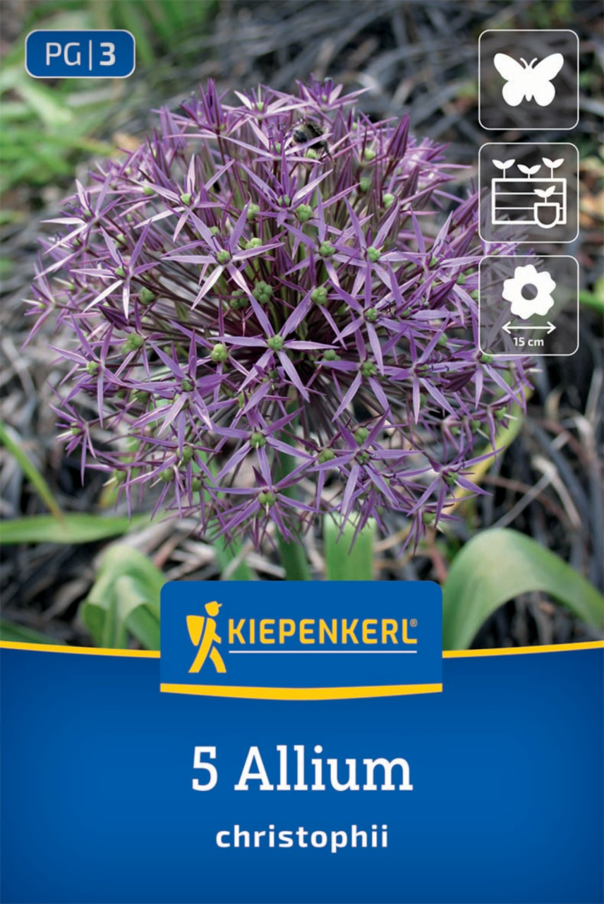 Kiepenkerl Herbstblumenzwiebel Zierlauch Allium christophii 5 Stück Bild 2