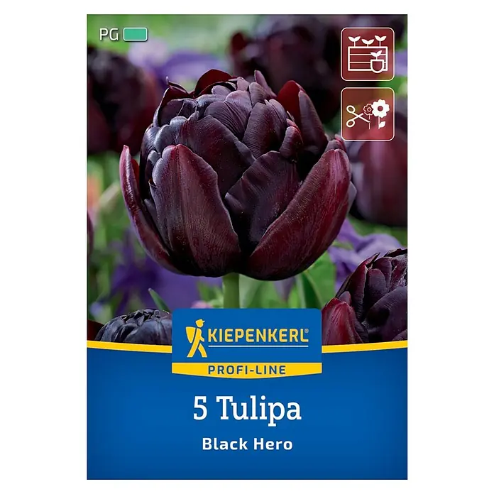 Kiepenkerl Herbstblumenzwiebel Tulpen Black Hero 5 Stück