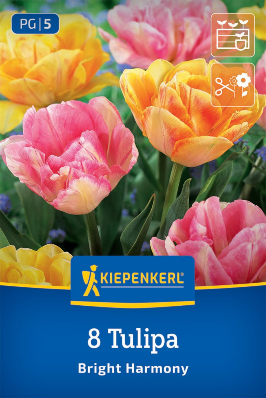 Kiepenkerl Herbstblumenzwiebel Tulpen Mischung Bright Harmony 8 Stück