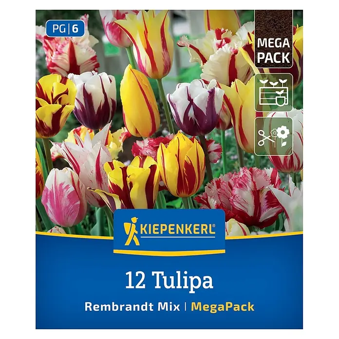 Kiepenkerl Herbstblumenzwiebel Tulpen Rembrandt-Tulpen Mischung 12 Stück