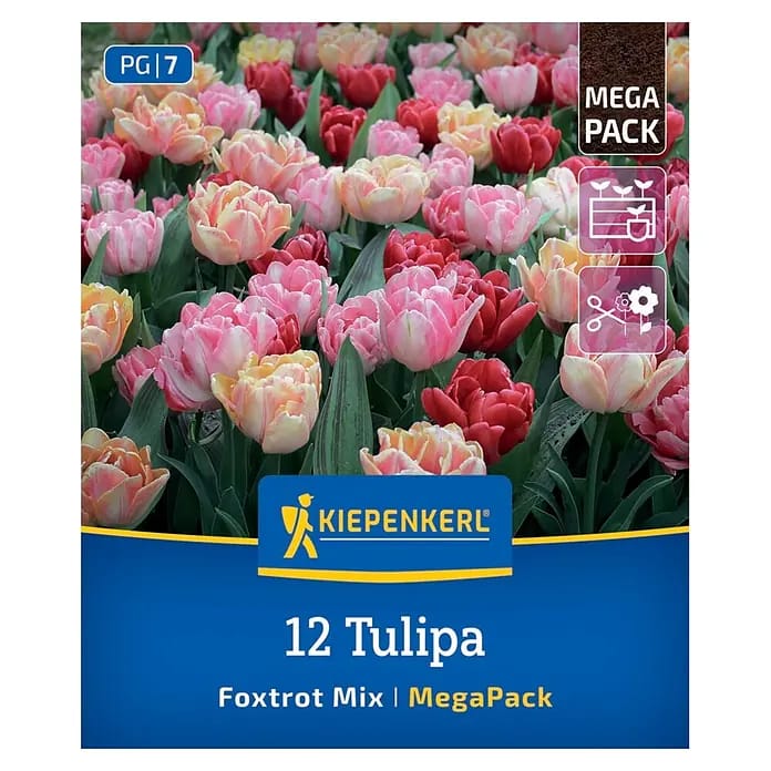 Kiepenkerl Herbstblumenzwiebel Tulpen Foxtrot Mischung 12 Stück