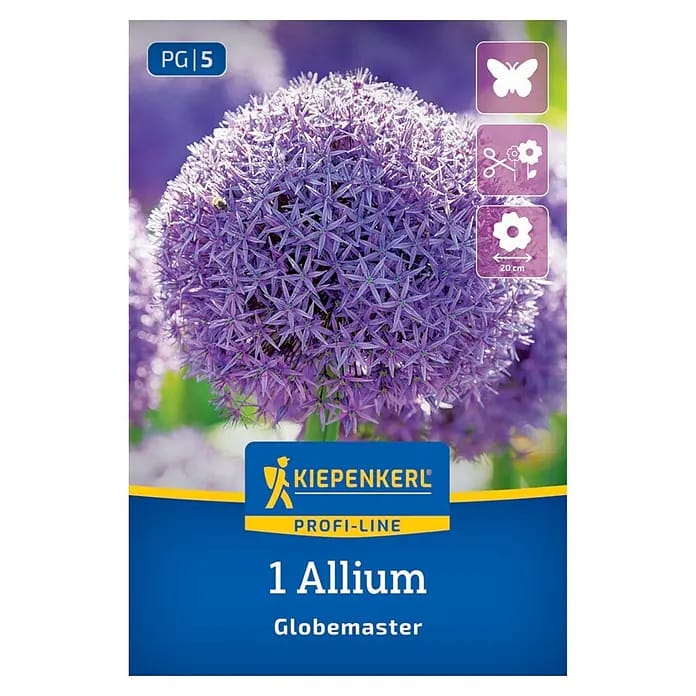 Kiepenkerl Herbstblumenzwiebel Zierlauch Allium Globemaster 1 Stück