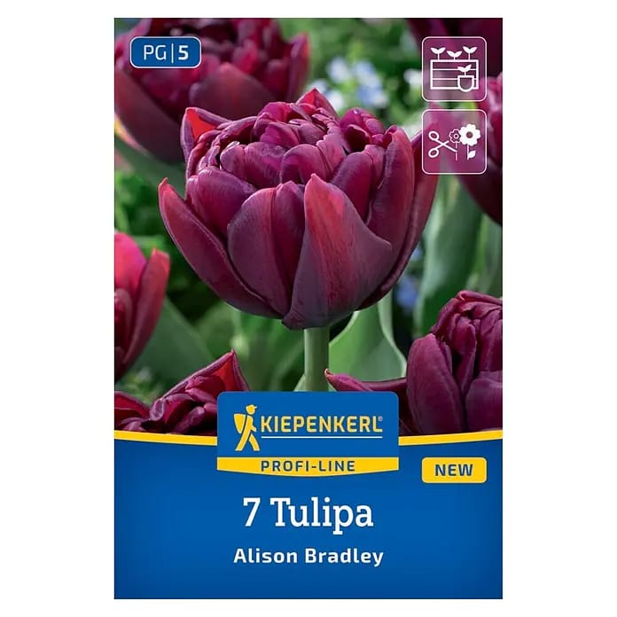 Kiepenkerl Herbstblumenzwiebel Tulpen Alison Bradley 7 Stück