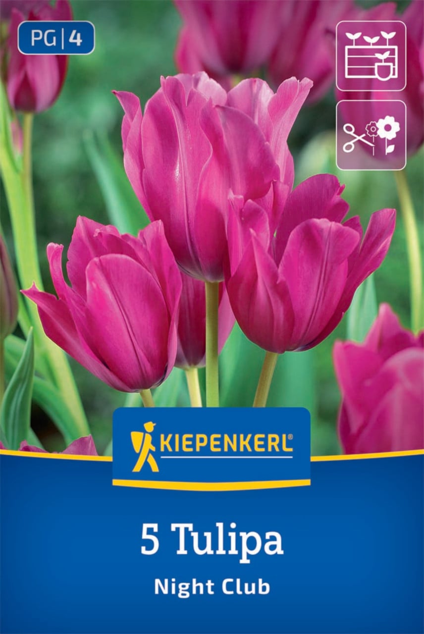 Kiepenkerl Herbstblumenzwiebel Tulpen Night Club 5 Stück