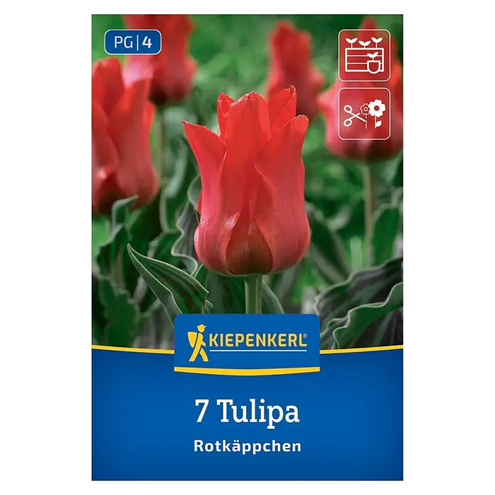 Kiepenkerl Herbstblumenzwiebel Tulpen Rotkäppchen 7 Stück