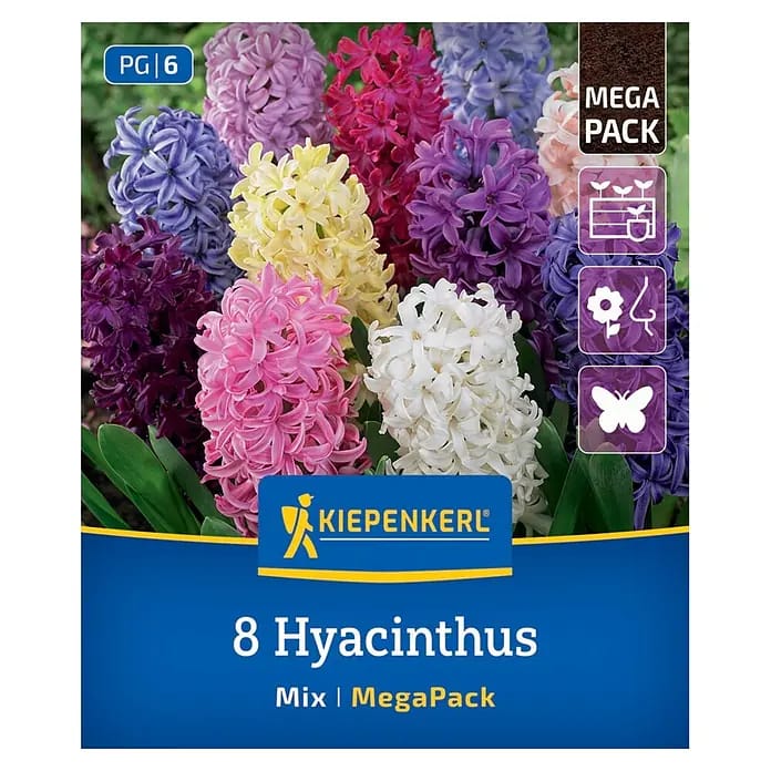 Kiepenkerl Herbstblumenzwiebel Hyazinthen Hyacinthus orientalis Mischung 8 Stück