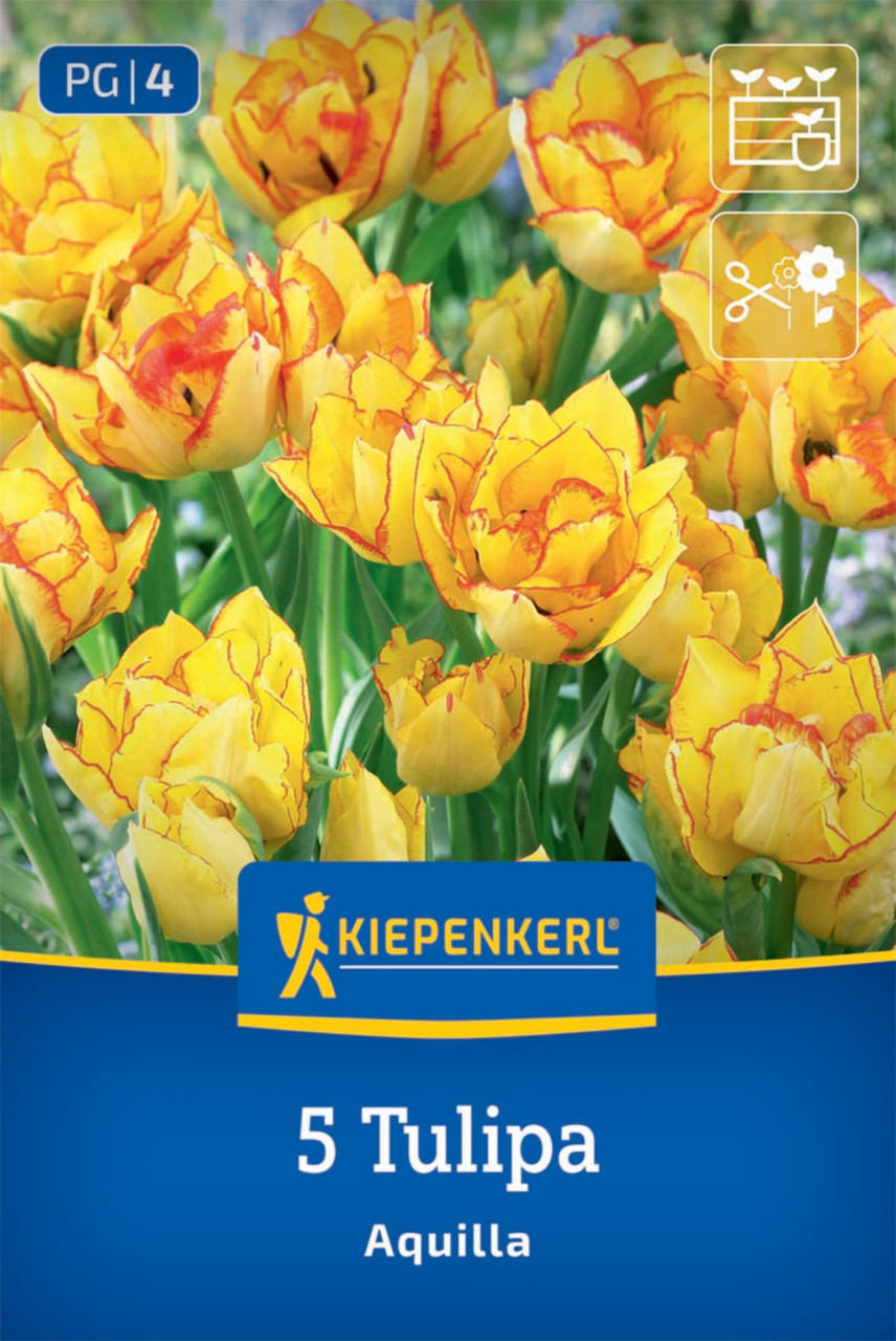 Kiepenkerl Herbstblumenzwiebel Tulpen Aquilla 5 Stück
