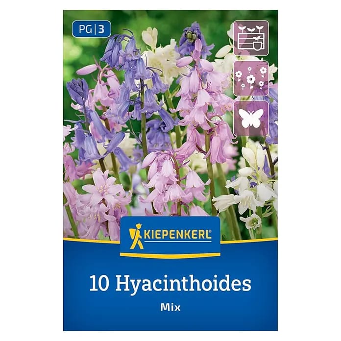 Kiepenkerl Herbstblumenzwiebel Hasenglöckchen Hyacinthoides hispanica Mischung 10 Stück