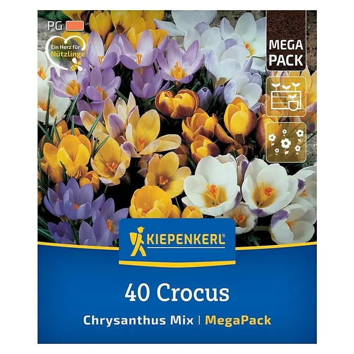 Kiepenkerl Herbstblumenzwiebel Krokusse Crocus chrysanthus Mischung 40 Stück