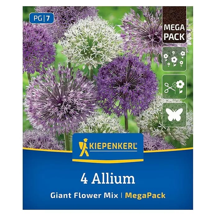 Kiepenkerl Herbstblumenzwiebel Zierlauch Allium Großblumige Mischung 4 Stück