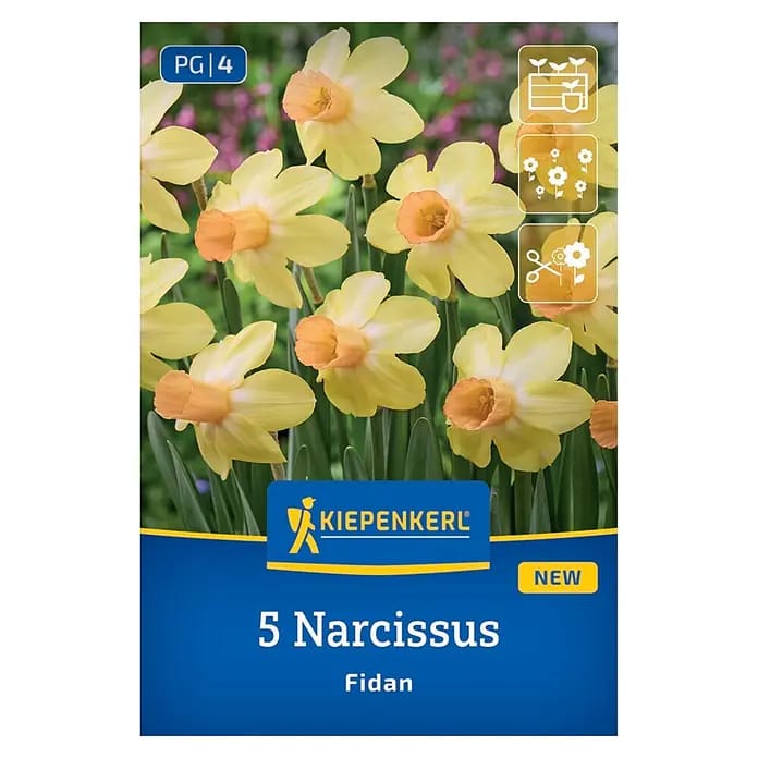 Kiepenkerl Herbstblumenzwiebel Narzissen Fidan 5 Stück