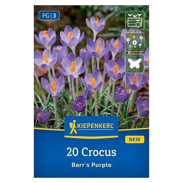 Kiepenkerl Herbstblumenzwiebel Krokusse Botanischer Barr´s Purple 20 Stück