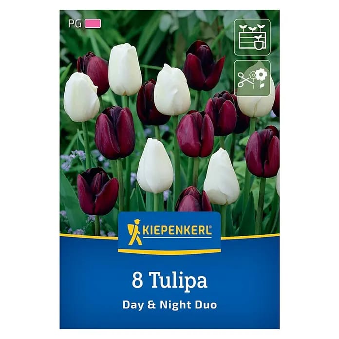 Kiepenkerl Herbstblumenzwiebel Tulpen Mischung Day and Night Duo 8 Stück