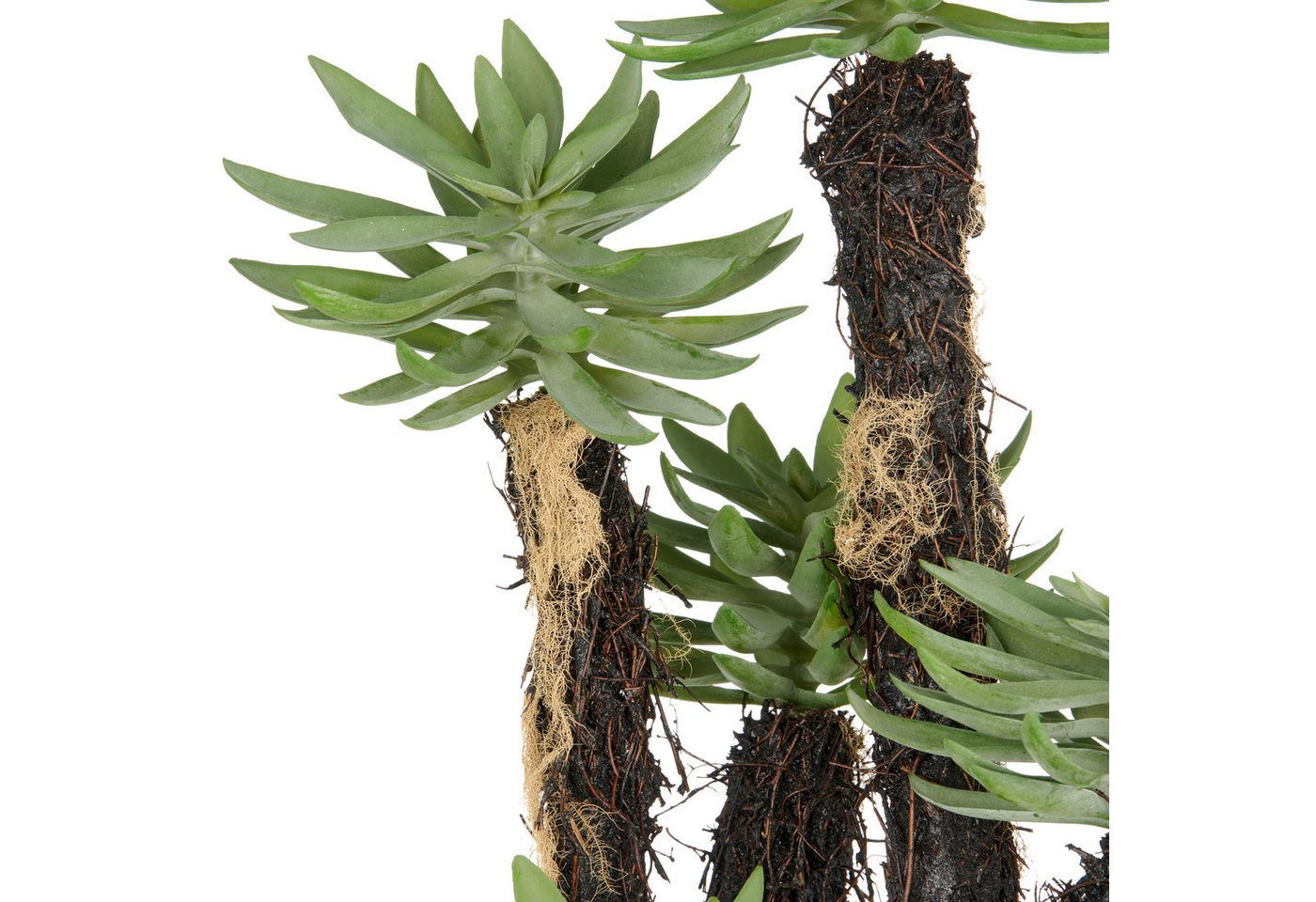 Kunstpflanze Dudleya, Creativ green, Höhe 80 cm, mit naturgetreuer Gestaltung