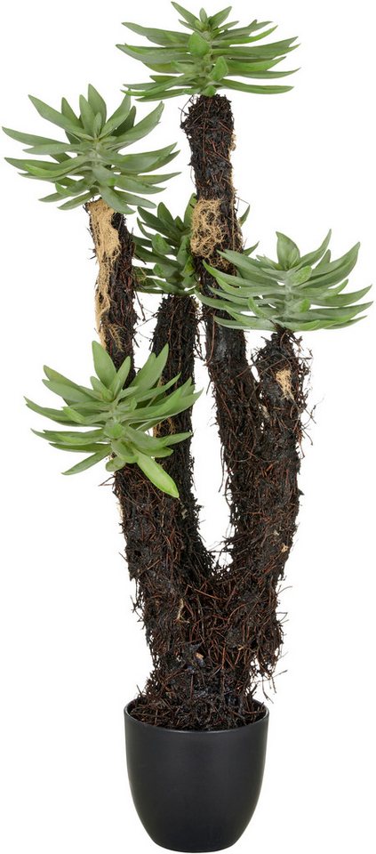 Kunstpflanze Dudleya, Creativ green, Höhe 80 cm, mit naturgetreuer Gestaltung Bild 2