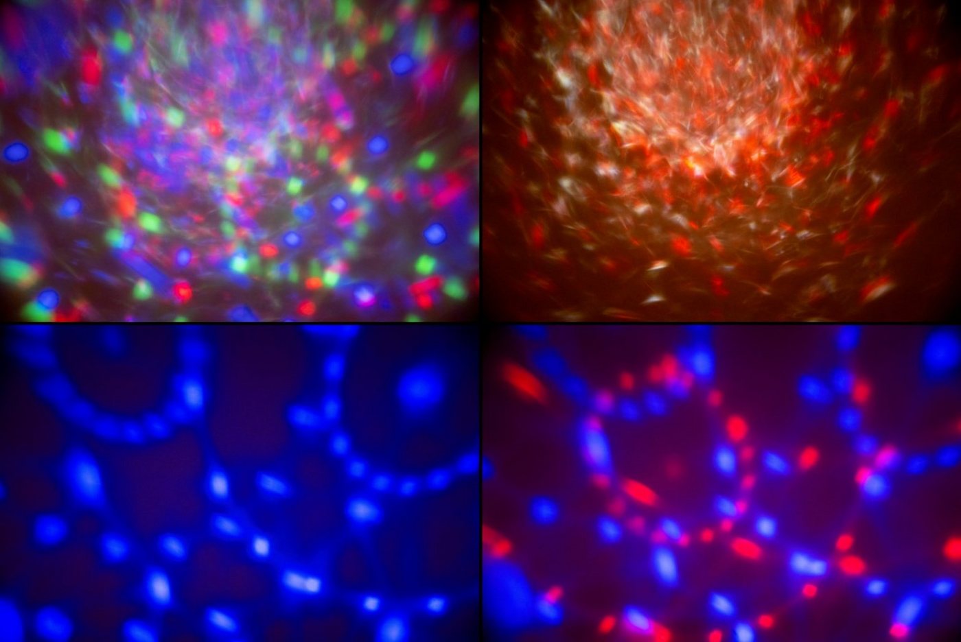 Showlite Discolicht MEL-4 Multi-Effect-Light, LED fest integriert, Farbwechsler, integriertes Mikrofon für Musiksteuerung