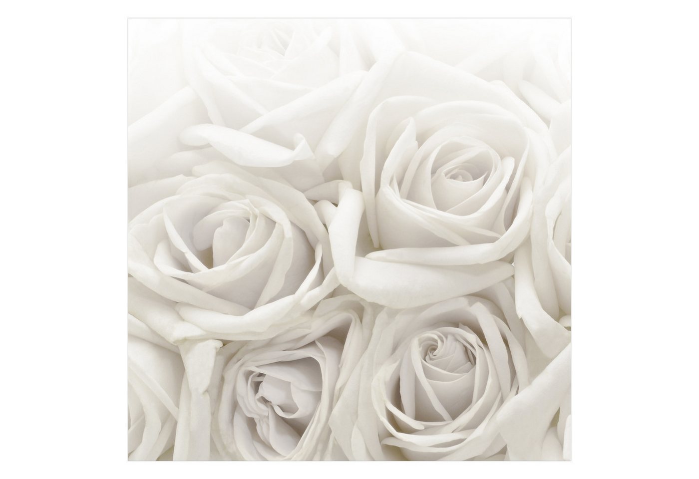 Bilderdepot24 Fototapete Rosen Weiße Rosen 3D-Effekt Blumen Natur Pflanzen Wanddeko Liebe XXL, Glatt, Matt, (Vliestapete inkl. Kleister oder selbstklebend), Wohnzimmer Schlafzimmer Küche Flur Motivtapete Vliestapete Wandtapete Bild 2