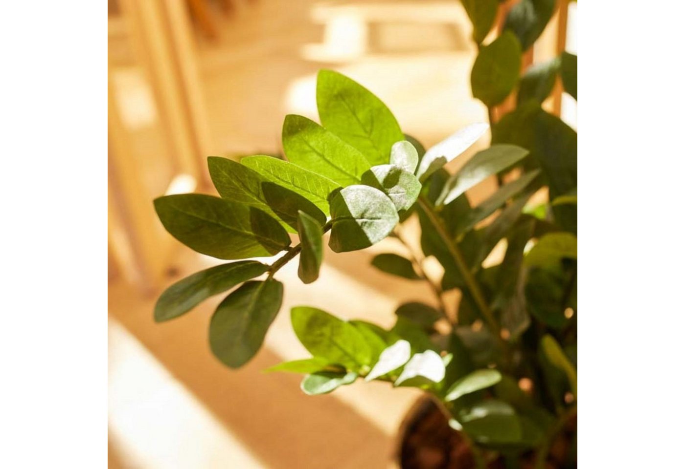 Künstliche Zimmerpflanze Topfpflanze Zamioculcas, Emerald, Höhe 70 cm, Künstlich, Grün, Zamioculcas, H: 70cm