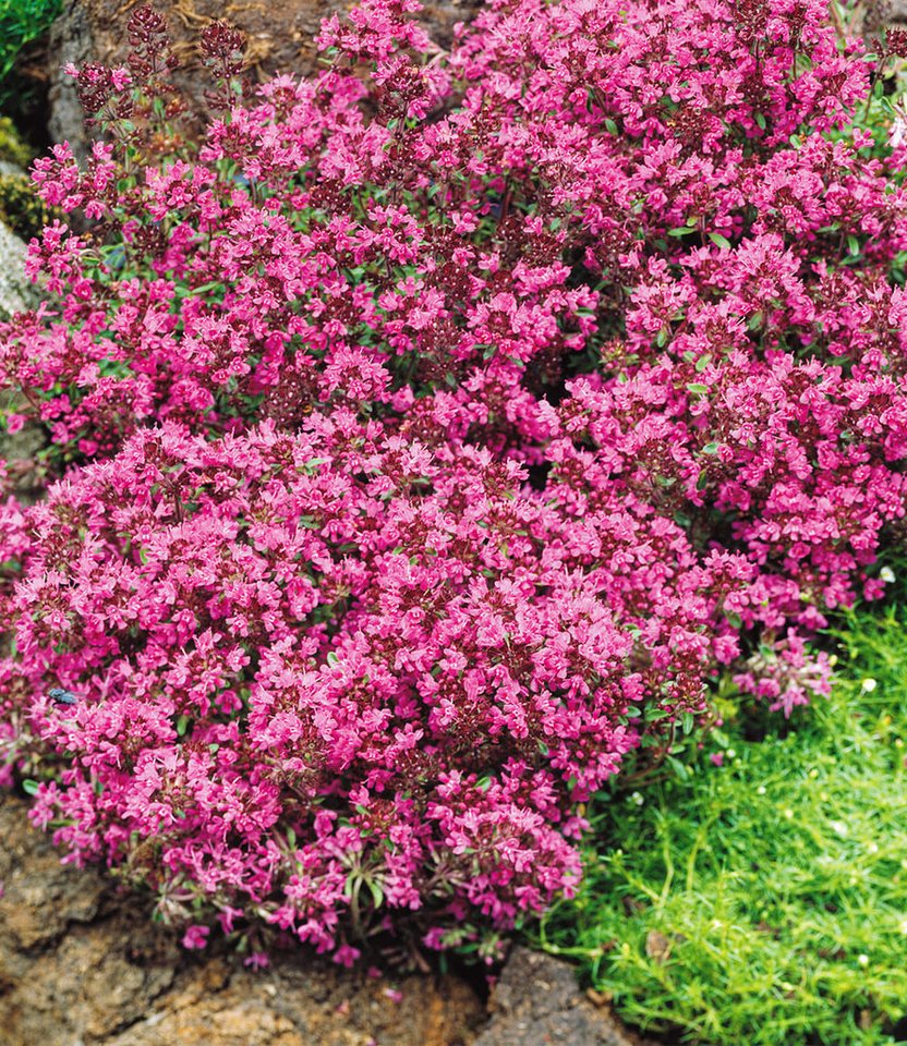 BALDUR Garten Bodendecker Bodendecker-Thymian, 6 St., Gerbirgsthymian, duftend, immergrün, winterhart, mehrjährig