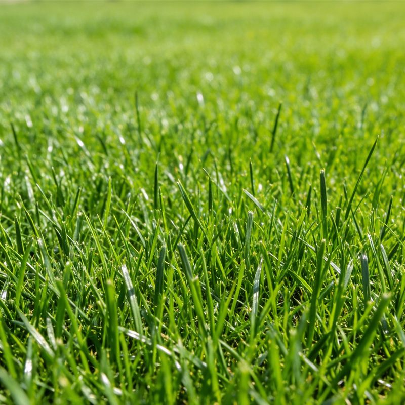 Weidelgrassamen, 500 G, Hochwertiges Grassaatgut, Zum Begrünen, Anpflanzen Und Renovieren Von Rasenflächen.
