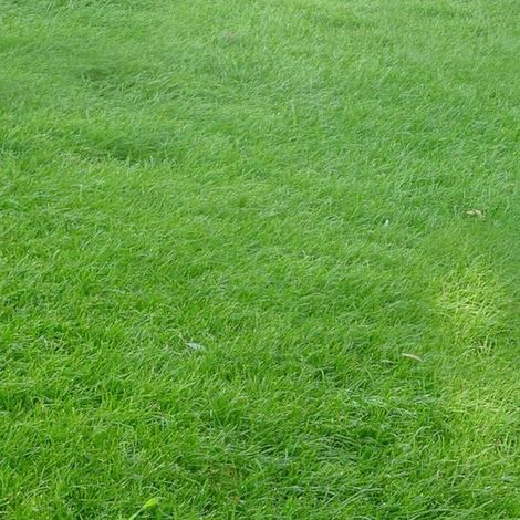 Hohes Schwingel-saatgut, 500 G, Hochwertiges Grassaatgut, Zum Begrünen Und Anlegen Von Rasenflächen.