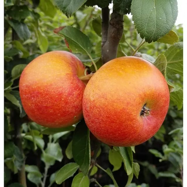 Apfel Alkmene 100 - 120 cm Malus