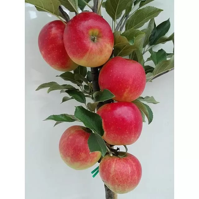 Apfel Elstar 100 - 120 cm Malus
