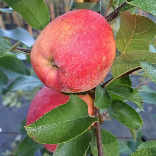 Apfel Rebella® 100 - 120 cm Malus domestica