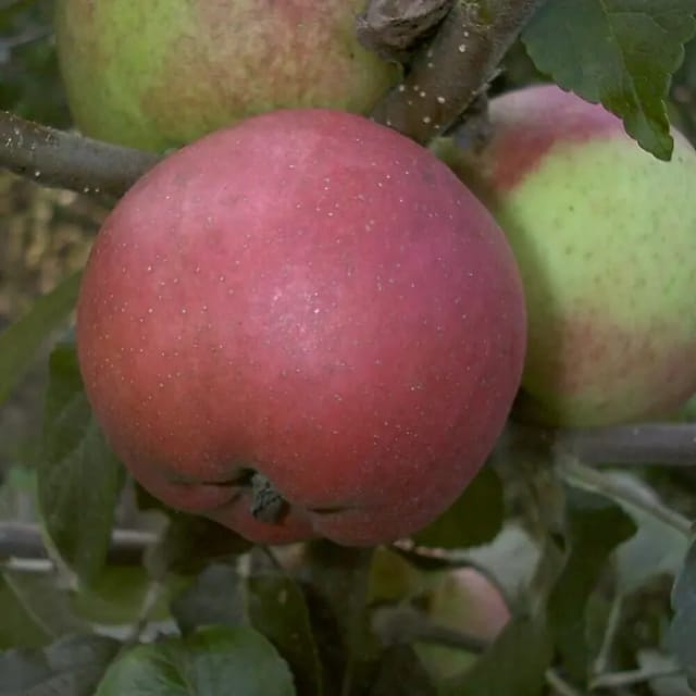 Apfel Roter Berlepsch 100 - 120 cm Malus