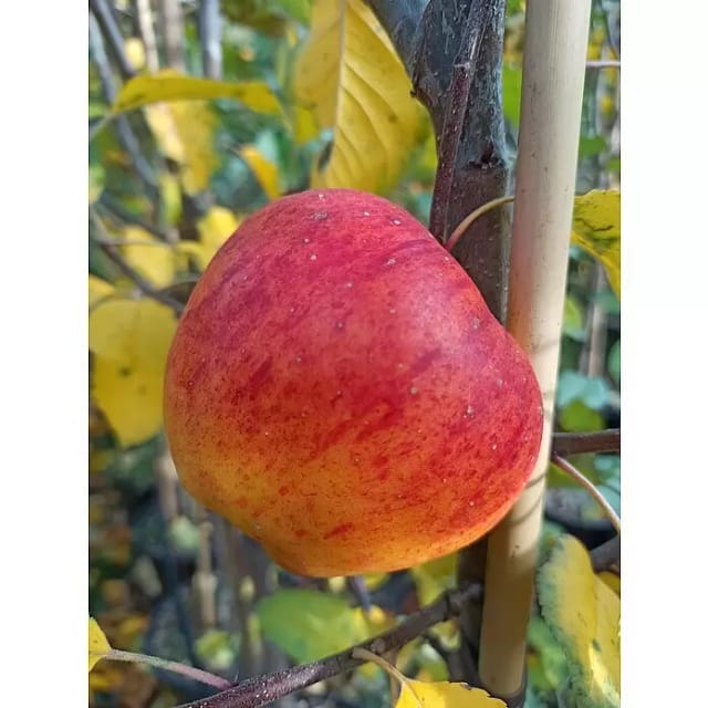 Apfel Topaz® 100 - 120 cm Malus domestica