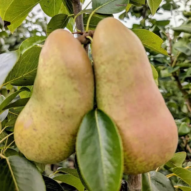Birne Abate Fetel 100 - 120 cm Pyrus communis