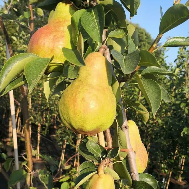 Birne Williams Christbirne 100 - 120 cm Pyrus communis