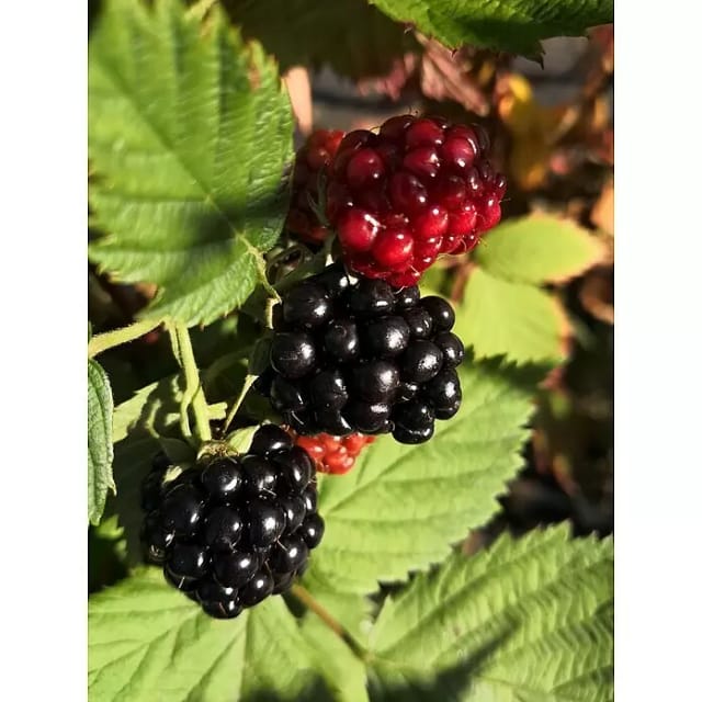 Brombeere Loch Ness® 60 - 80 cm Rubus fruticosus agg.