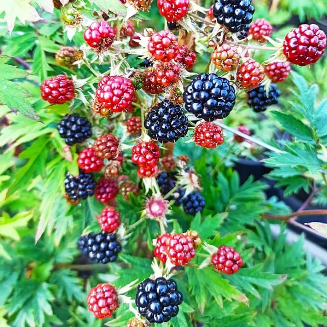Brombeere Thornless Evergreen 60 - 80 cm Rubus fruticosus agg.