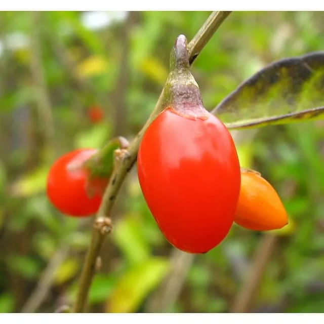 Goji Big Lifeberry 60 - 80 cm Lycium barbarum