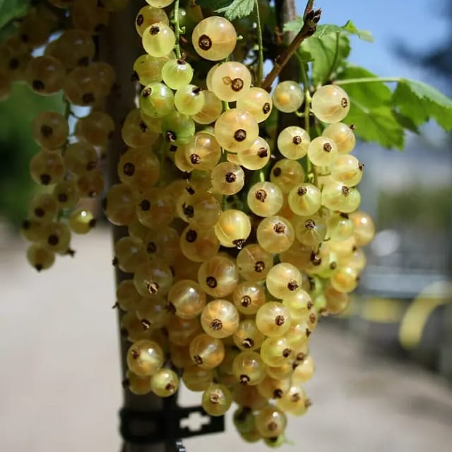 Johannisbeere Weiße Versailler 40 - 60 cm Ribes rubrum