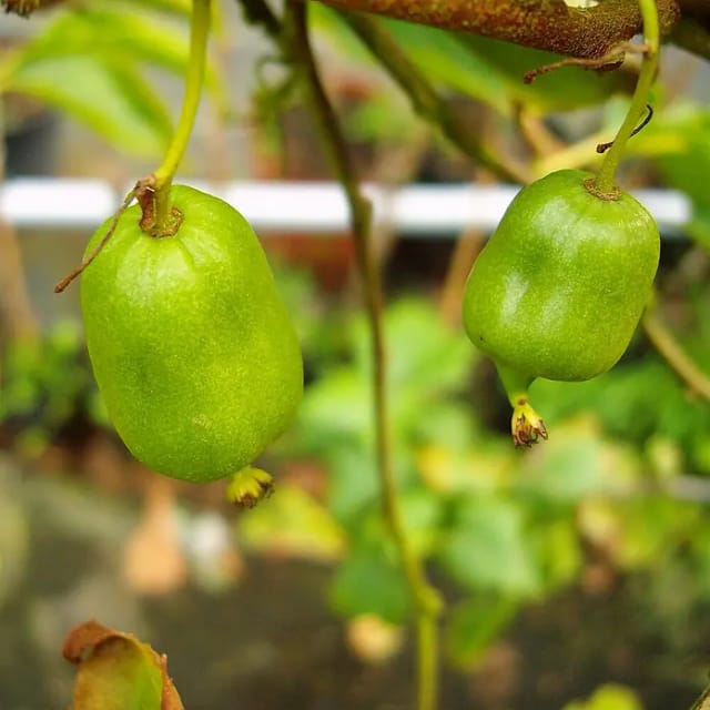 Kiwi Bayernkiwi, weiblich 60 - 80 cm Actinidia arguta