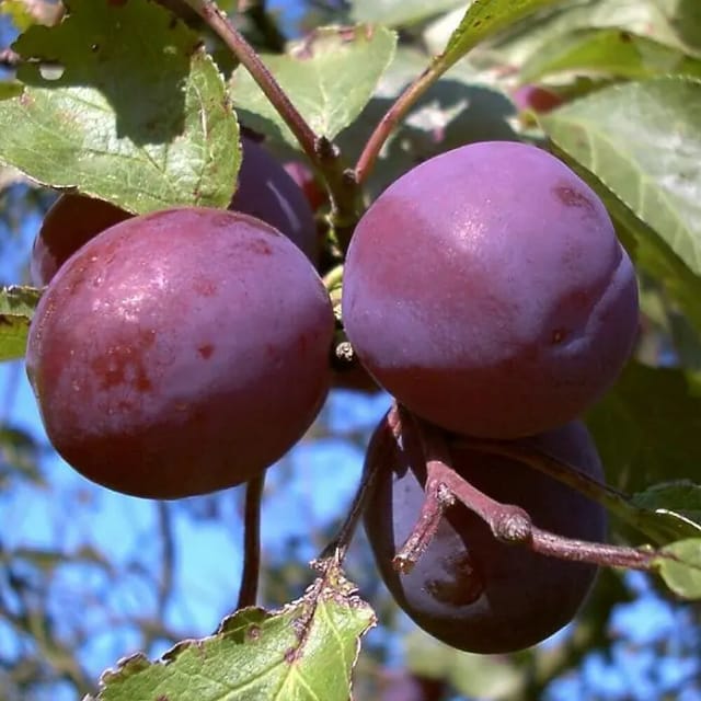 Reneclode Graf Althans 100 - 120 cm Prunus domestica