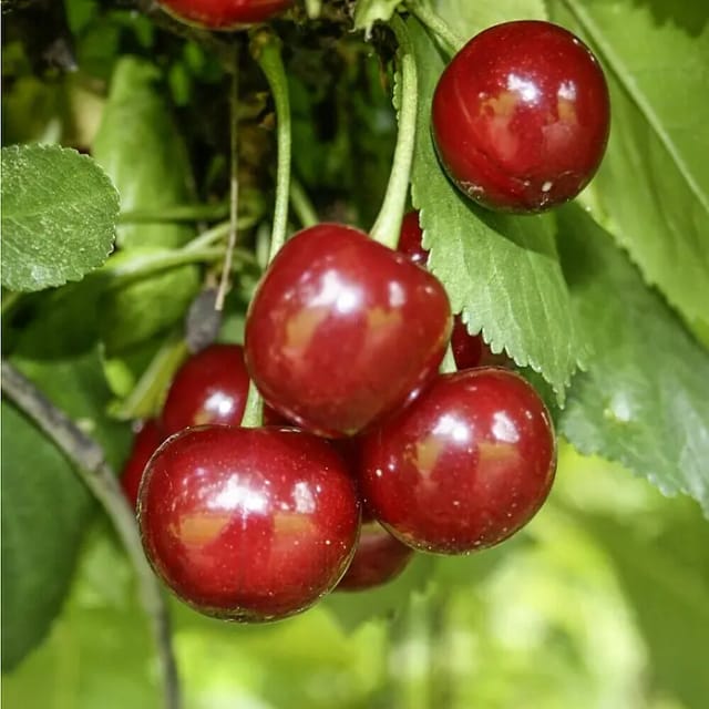 Sauerkirsche Schattenmorelle 100 - 120 cm Prunus cerasus