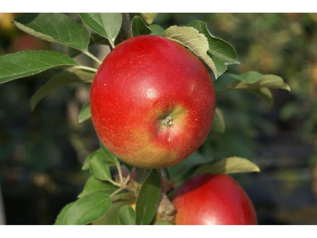 Säulenapfel Sonate® 80 - 100 cm Malus domestica