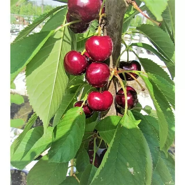 Säulen-Süßkirsche Victoria 120 - 140 cm Prunus avium
