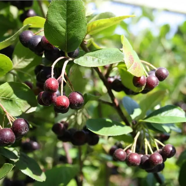 Schw. Apfelbeere Nero 60 - 80 cm Aronia melanocarpa