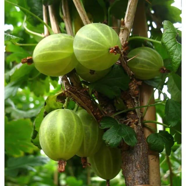 Stachelbeere Mucurine 120 - 140 cm Ribes uva-crispa