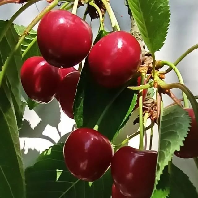 Süßkirsche Kordia 100 - 120 cm Prunus avium