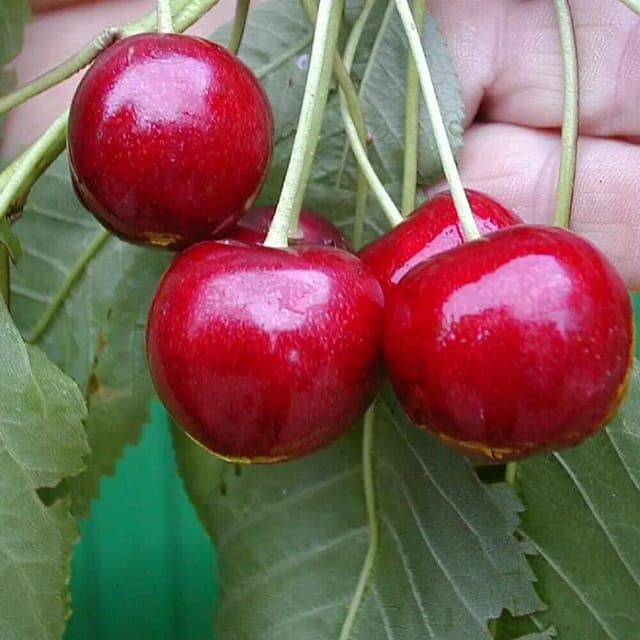 Süßkirsche Burlat 100 - 120 cm Prunus avium